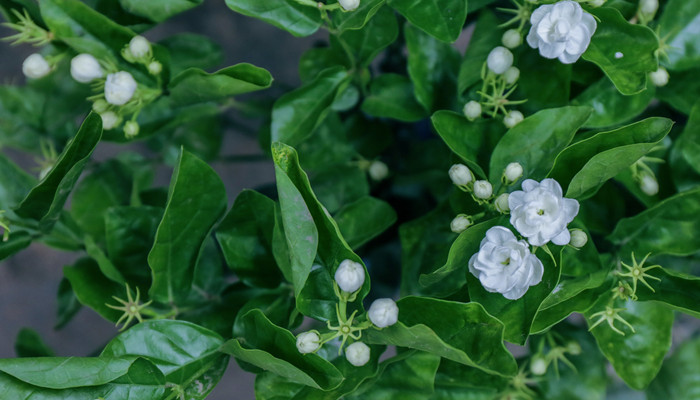 花卉 茉莉花 白色700.jpg