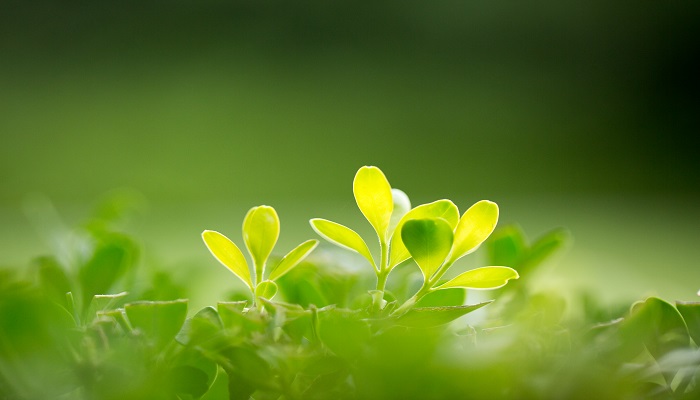 绿色植物 (2).jpg