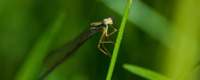 蜻蜓 昆虫800.jpg