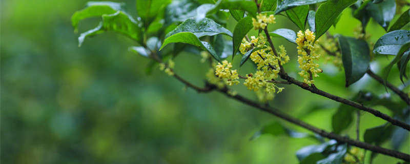 摄图网_500667102_banner_秋天桂花飘香（企业商用）_1.jpg