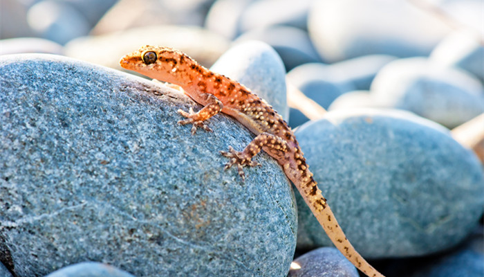 摄图网_303250232_小动物壁虎在石头上晒太阳(企业商用)_副本.jpg 摄图网_303250232_小动物壁虎在石头上晒太阳(企业商用)_副本.jpg