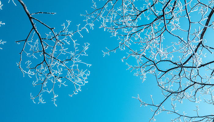 700霜花  下雪 冬天.jpg