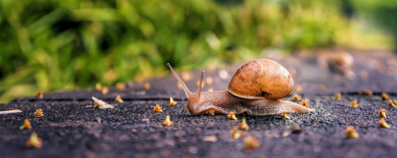 摄图网_500478045_banner_爬行的蜗牛（企业商用）_副本.jpg