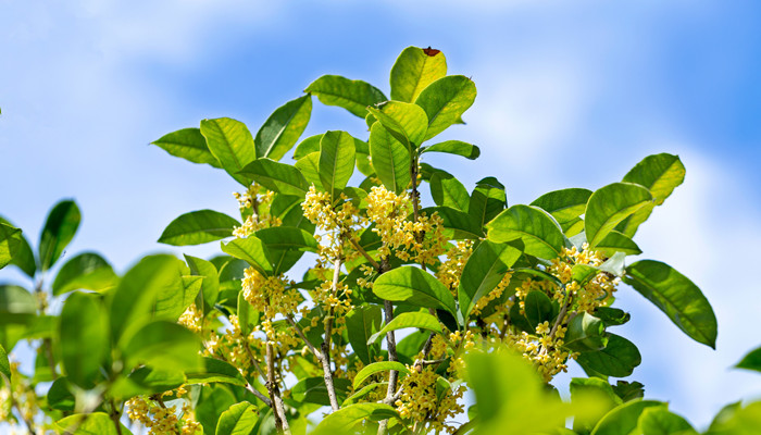 摄图网_501423805_banner_蓝天下的桂花树（企业商用）_副本.jpg