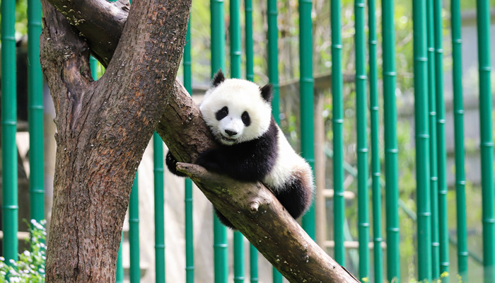 _中国 国宝 熊猫 爬树_700.jpg