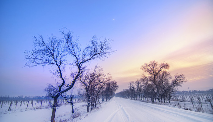 摄图网_500418252_banner_冬季枯树雪晚霞(企业商用)_副本.jpg 摄图网_500418252_banner_冬季枯树雪晚霞(企业商用)_副本.jpg