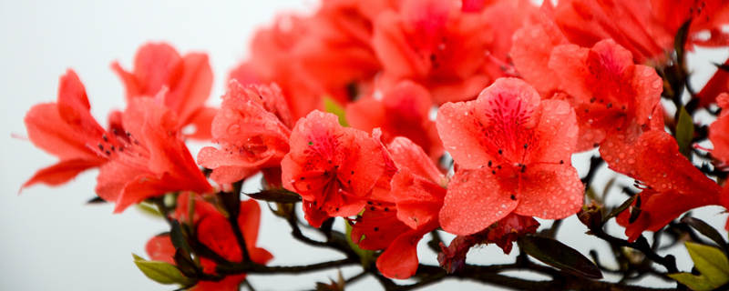 277201_banner_杜鹃花（.jpg