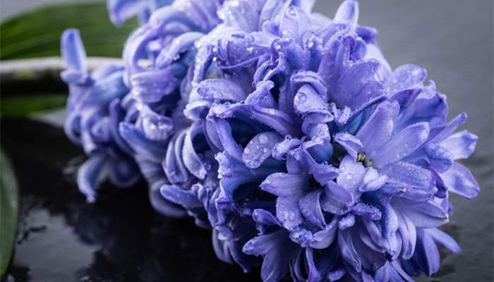 摄图网_501214497_banner_紫色风信子（企业商用）_副本.jpg