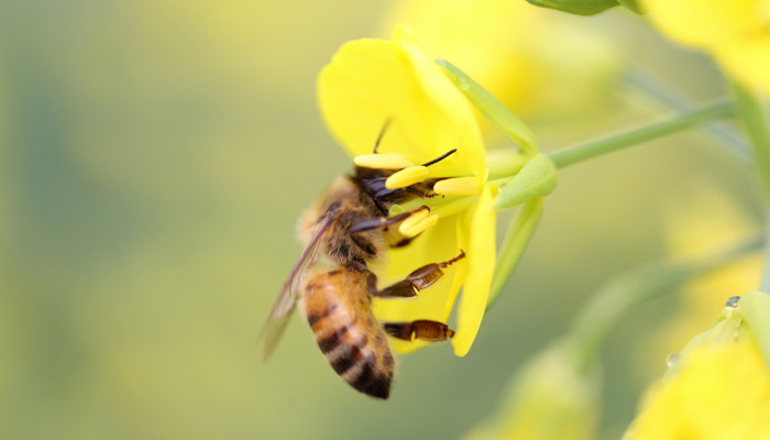 摄图网_500261396_banner_蜜蜂采蜜（企业商用）_副本.jpg