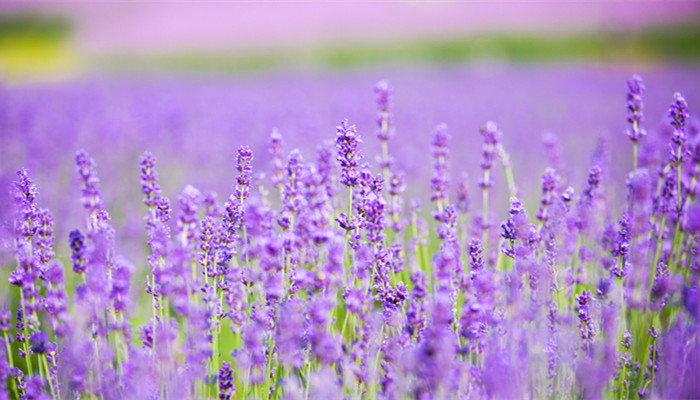 摄图网_501628891_banner_旭日和风中的薰衣草（企业商用）.jpg