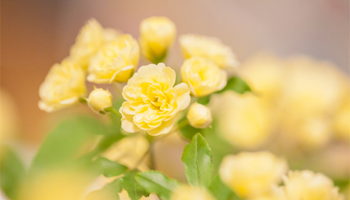 摄图网_500874783_banner_重瓣黄木香花(企业商用2)_副本.jpg 摄图网_500874783_banner_重瓣黄木香花(企业商用2)_副本.jpg