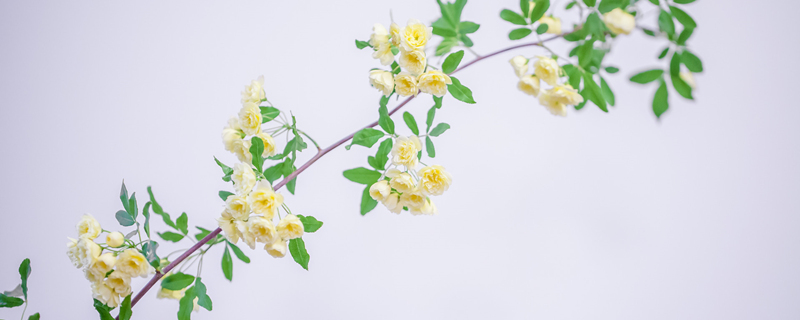 摄图网_500874785_banner_重瓣黄木香花(企业商用1)_副本.jpg 摄图网_500874785_banner_重瓣黄木香花(企业商用1)_副本.jpg