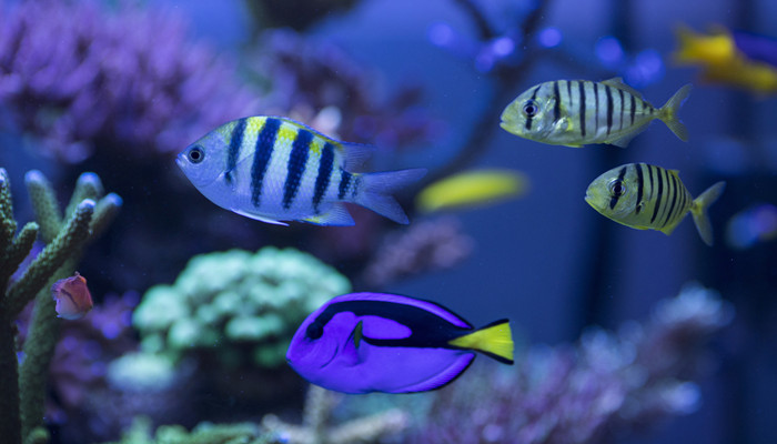 摄图网_500616075_banner_海底世界各种鱼和生物（企业商用）_副本.jpg