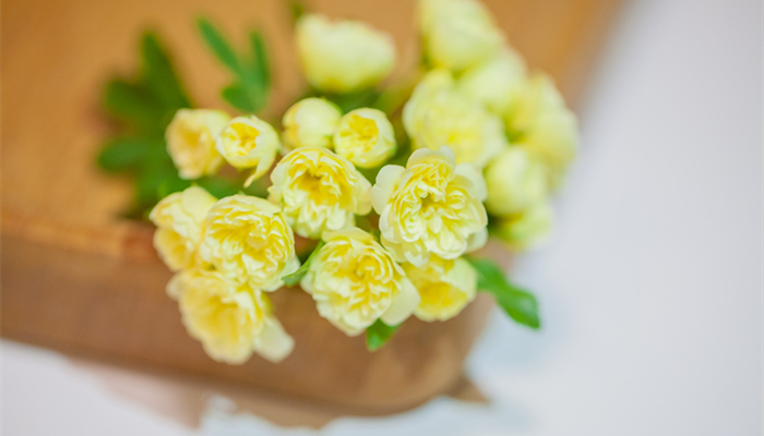摄图网_500874788_banner_重瓣黄木香花(企业商用3)_副本.jpg 摄图网_500874788_banner_重瓣黄木香花(企业商用3)_副本.jpg