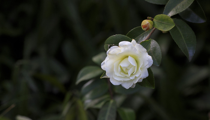 700山茶花 植物 .jpg