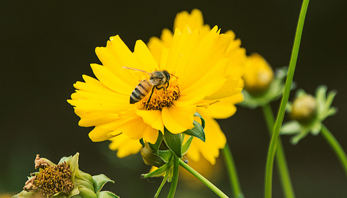 摄图网_500376021_banner_勤劳的蜜蜂（企业商用）_副本.jpg