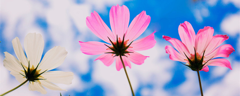 摄图网_500349195_banner_格桑花（企业商用1）_副本.jpg