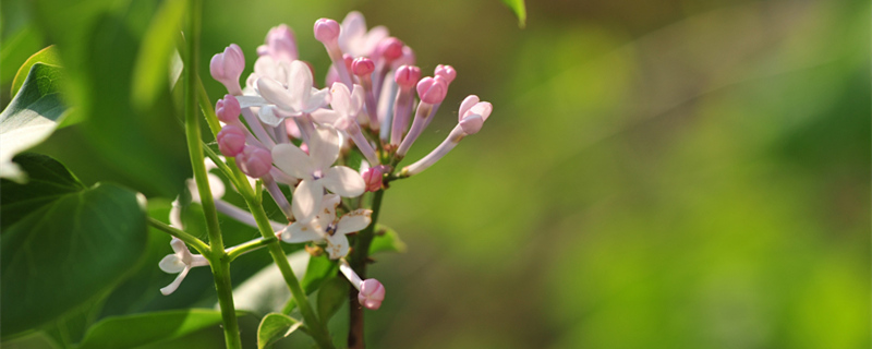 摄图网_500556444_banner_丁香花（企业商用1）_副本.jpg