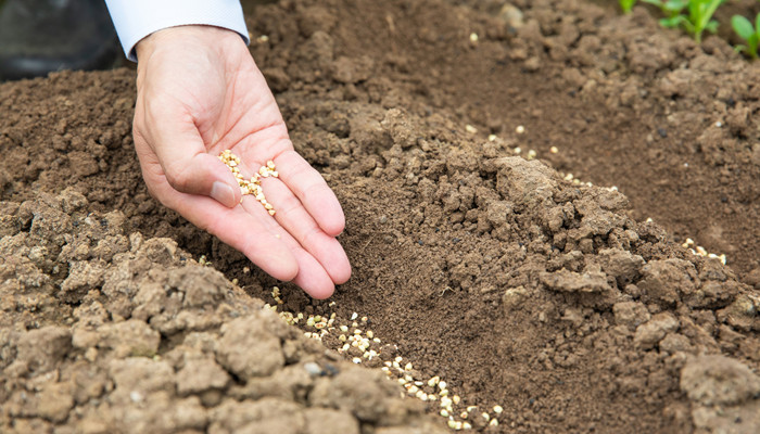 摄图网_501657356_banner_农民种地撒种子(企业商用)_副本.jpg 摄图网_501657356_banner_农民种地撒种子(企业商用)_副本.jpg