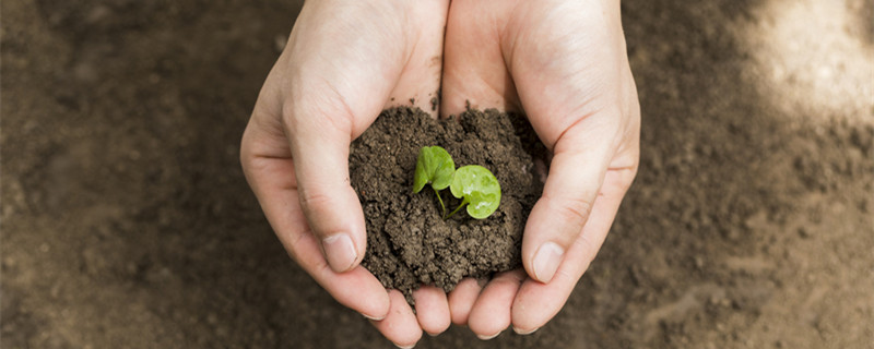 摄图网_501053263_banner_双手捧起泥土里的嫩芽(企业商用)_副本.jpg 摄图网_501053263_banner_双手捧起泥土里的嫩芽(企业商用)_副本.jpg