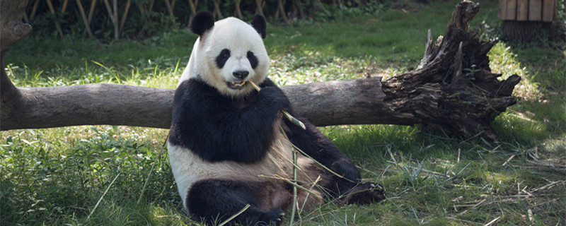 摄图网_500716720_banner_可爱熊猫吃竹子(企业商用)1.jpg 摄图网_500716720_banner_可爱熊猫吃竹子(企业商用)1.jpg
