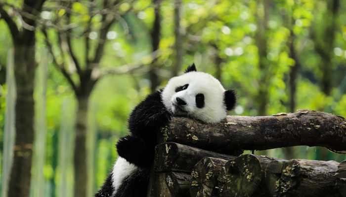 摄图网_501653859_banner_可爱的中国国宝大熊猫(企业商用)_副本.jpg 摄图网_501653859_banner_可爱的中国国宝大熊猫(企业商用)_副本.jpg