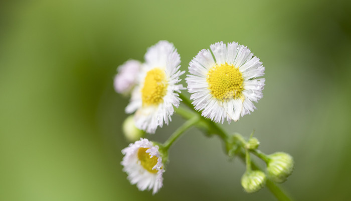 雏菊_700.jpg