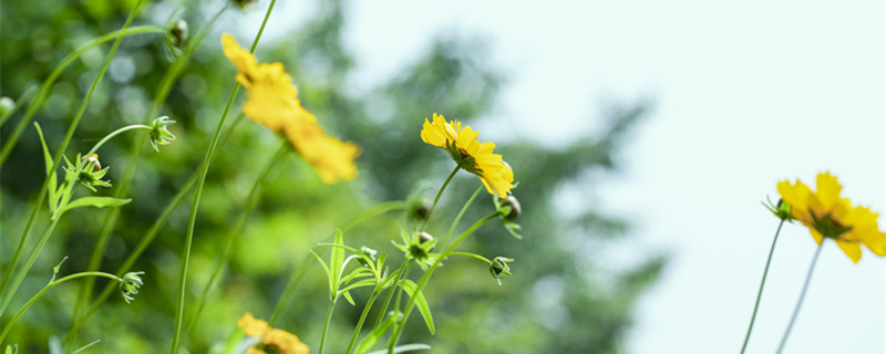 雏菊 花_800.jpg