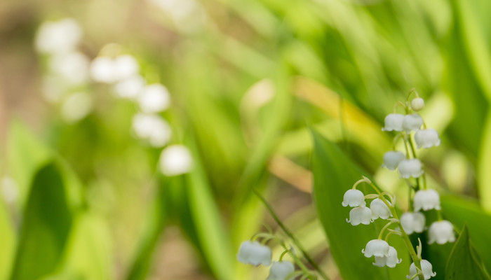 立夏节气的花信是什么花
