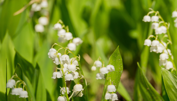立夏节气的花信是什么花