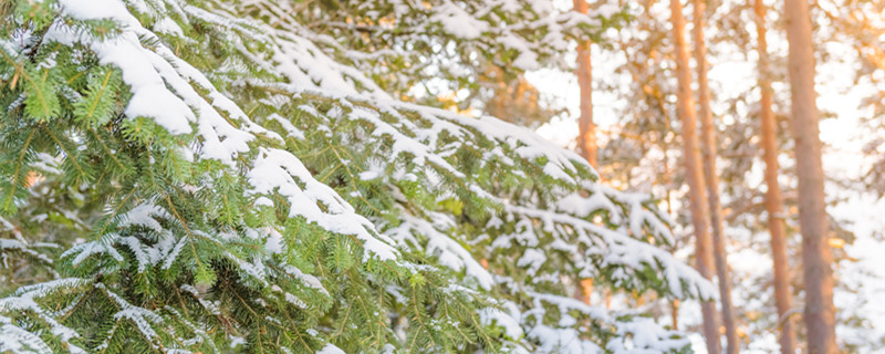 雪后松树图片大全图片