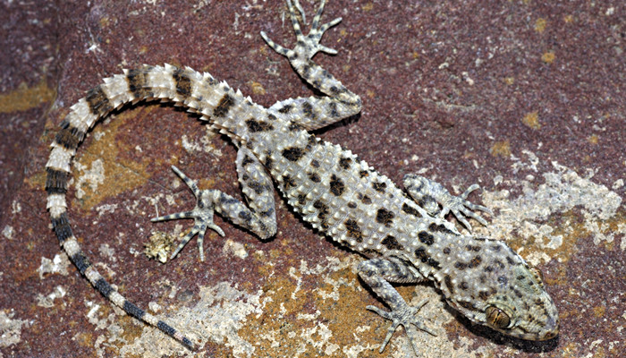 摄图网_303537706_另一沙漠的壁虎种喜欢岩石地段samjislmerjsthnidi