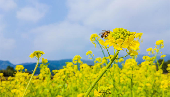 蜜蜂采油菜花图片图片