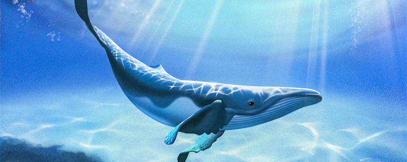 海底的 鲸鱼 _800.jpg